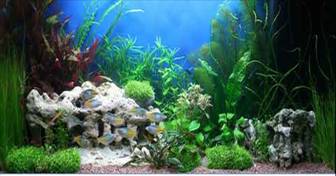 Растения в аквариуме (размножение, условия содержания, освещение, подкормка)