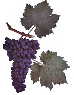 Сорта винограда 