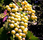 Сорта винограда 