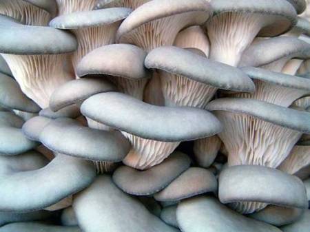 Как выращивать грибы вешенки и шампиньоны в домашних условиях?
