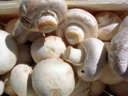 Как выращивать грибы вешенки и шампиньоны в домашних условиях?