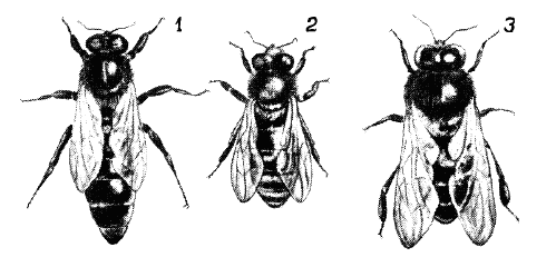 Пчелиная семья и ее особи
