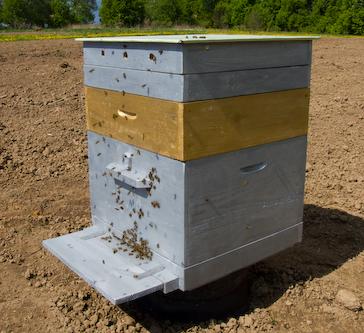 Имеются два корпуса один для обслуживания пчел (желтый цвет на фото) и для укладки холстика и подушки и второй медовый (серого цвета), где и проживает семья